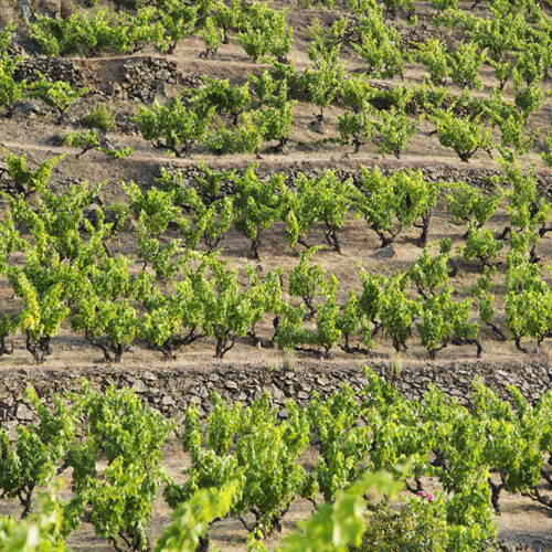 vinyes-i-pobles-vinicola-del-prioirat-11