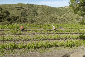 mas-den-claret-gratallops-germans-sanchez-carinyena-vinicola-del-prioirat-16