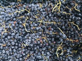noves-vinicola-del-prioirat-04