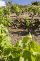 vinyes-i-pobles-vinicola-del-prioirat-09